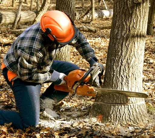 Tree Removal in Suffield, CT